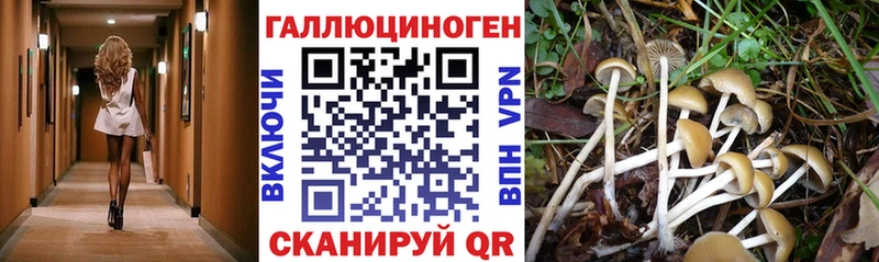 Галлюциногенные грибы GOLDEN TEACHER  KRAKEN ссылки  Севск  закладка 